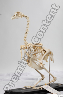 Chicken skeleton chicken skeleton 0008.jpg